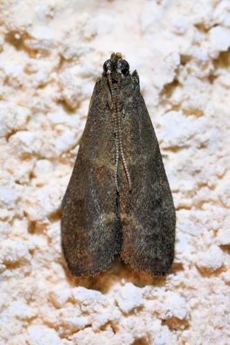 Réf. 347 579 : Eccopisa effractella